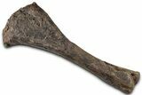 Dinosaur (Thescelosaurus) Tibia Bone - Montana #326413-1